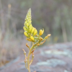 Bulbine glauca at Greenway, ACT - 19 Nov 2014 08:01 PM