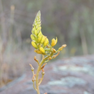 Bulbine glauca (Rock Lily) at Greenway, ACT - 19 Nov 2014 by MichaelBedingfield