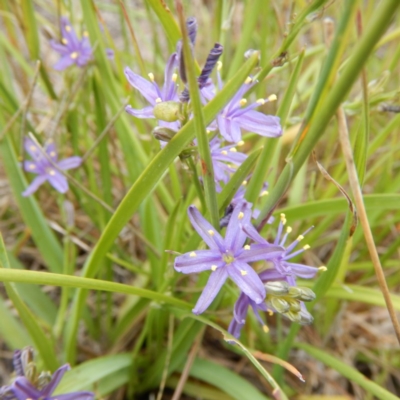 Caesia calliantha (Blue Grass-lily) at Forde, ACT - 11 Dec 2014 by MichaelMulvaney