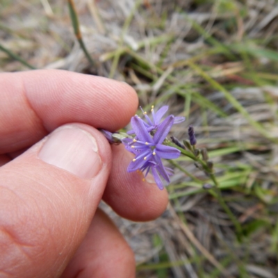 Caesia calliantha (Blue Grass-lily) at Forde, ACT - 11 Dec 2014 by MichaelMulvaney