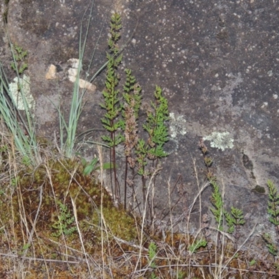 Cheilanthes sieberi (Rock Fern) at Greenway, ACT - 19 Nov 2014 by MichaelBedingfield