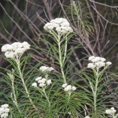 Cassinia longifolia (Shiny Cassinia, Cauliflower Bush) at Greenway, ACT - 19 Nov 2014 by MichaelBedingfield