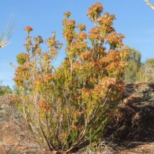 Calytrix tetragona at Greenway, ACT - 20 Nov 2014