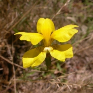 Goodenia pinnatifida at Watson, ACT - 19 Dec 2014 03:06 PM