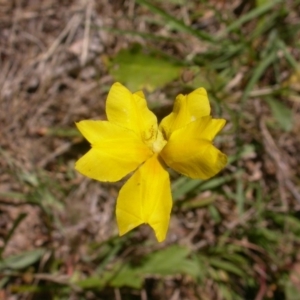 Goodenia pinnatifida at Watson, ACT - 19 Dec 2014