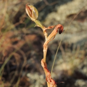 Oligochaetochilus hamatus at Greenway, ACT - 20 Nov 2014