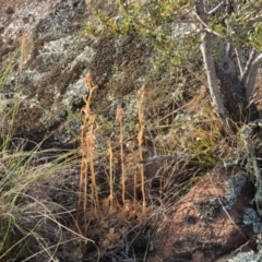 Oligochaetochilus hamatus at Greenway, ACT - suppressed