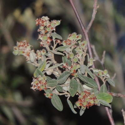 Pomaderris pallida (Pale Pomaderris) at Pine Island to Point Hut - 20 Nov 2014 by michaelb