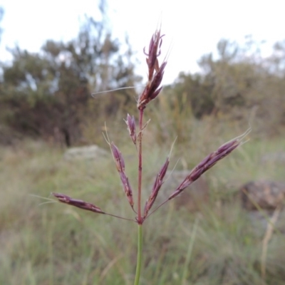 Sorghum leiocladum (Wild Sorghum) at Greenway, ACT - 20 Nov 2014 by michaelb