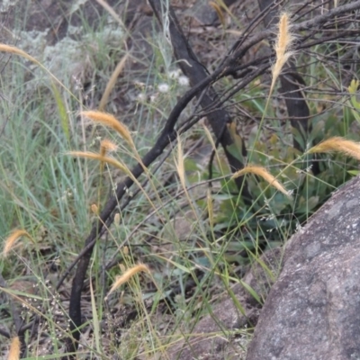 Dichelachne (genus) (Plume Grasses) at Greenway, ACT - 20 Nov 2014 by MichaelBedingfield