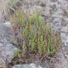 Cheilanthes sieberi (Rock Fern) at Greenway, ACT - 20 Nov 2014 by MichaelBedingfield
