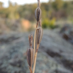 Thelymitra sp. (A Sun Orchid) at Greenway, ACT - 20 Nov 2014 by michaelb