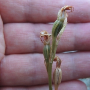 Oligochaetochilus hamatus at Greenway, ACT - 20 Nov 2014