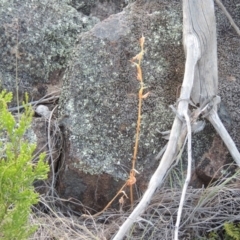 Oligochaetochilus hamatus at Greenway, ACT - suppressed