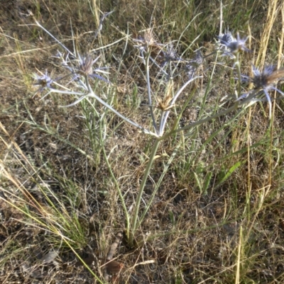 Eryngium ovinum (Blue Devil) at Campbell, ACT - 21 Dec 2014 by SilkeSma