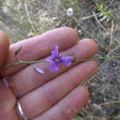 Arthropodium fimbriatum (Nodding Chocolate Lily) at Majura, ACT - 21 Dec 2014 by SilkeSma