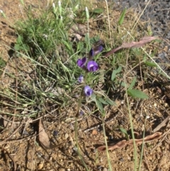 Glycine tabacina (Variable Glycine) at Majura, ACT - 21 Dec 2014 by SilkeSma