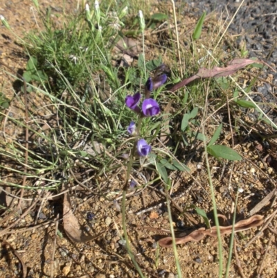 Glycine tabacina (Variable Glycine) at Majura, ACT - 21 Dec 2014 by SilkeSma