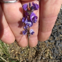 Glycine tabacina at Majura, ACT - 21 Dec 2014