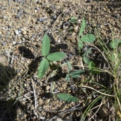 Glycine tabacina at Majura, ACT - 21 Dec 2014 08:41 AM