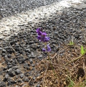 Glycine tabacina at Majura, ACT - 21 Dec 2014 08:41 AM