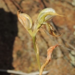 Oligochaetochilus hamatus at Greenway, ACT - 20 Nov 2014