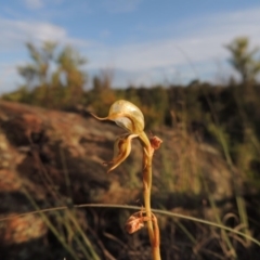 Oligochaetochilus hamatus at Greenway, ACT - suppressed