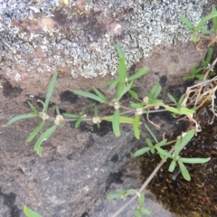 Alternanthera denticulata (Lesser Joyweed) at Greenway, ACT - 20 Nov 2014 by MichaelBedingfield