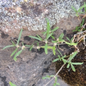 Alternanthera denticulata at Greenway, ACT - 20 Nov 2014 07:37 PM