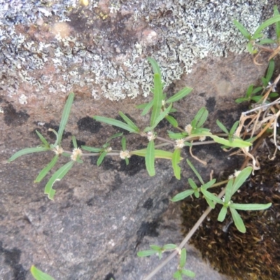 Alternanthera denticulata (Lesser Joyweed) at Pine Island to Point Hut - 20 Nov 2014 by michaelb