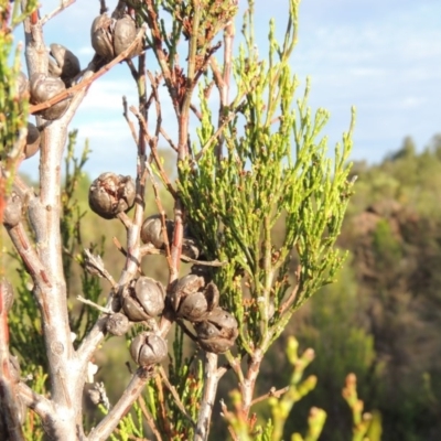 Callitris endlicheri (Black Cypress Pine) at Greenway, ACT - 20 Nov 2014 by MichaelBedingfield