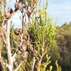 Callitris endlicheri (Black Cypress Pine) at Greenway, ACT - 20 Nov 2014 by michaelb