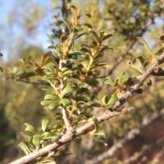 Bursaria spinosa (Native Blackthorn, Sweet Bursaria) at Greenway, ACT - 20 Nov 2014 by michaelb