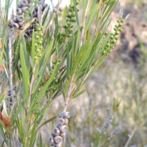 Callistemon sieberi at Greenway, ACT - 20 Nov 2014