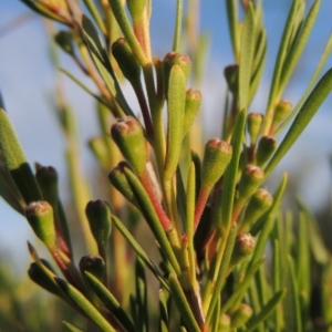 Kunzea ericoides at Greenway, ACT - 20 Nov 2014