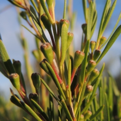 Kunzea ericoides (Burgan) at Greenway, ACT - 20 Nov 2014 by MichaelBedingfield