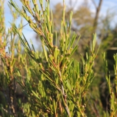 Kunzea ericoides at Greenway, ACT - 20 Nov 2014