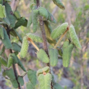 Correa reflexa var. reflexa at Greenway, ACT - 20 Nov 2014 07:17 PM