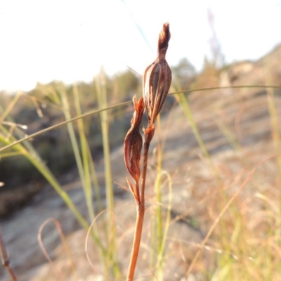 Thelymitra (genus) (sun orchids) at Greenway, ACT - 20 Nov 2014 by MichaelBedingfield