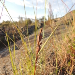 Thelymitra sp. at Greenway, ACT - 20 Nov 2014