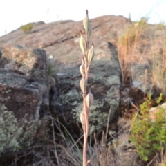 Thelymitra (genus) (sun orchids) at Greenway, ACT - 20 Nov 2014 by MichaelBedingfield