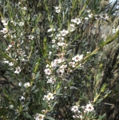 Kunzea ericoides (Burgan) at Majura, ACT - 20 Dec 2014 by SilkeSma