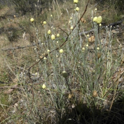 Calocephalus citreus (Lemon Beauty Heads) at Mount Ainslie - 20 Dec 2014 by SilkeSma