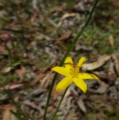Hypoxis hygrometrica (Golden Weather-grass) at Canberra Central, ACT - 18 Dec 2014 by RWPurdie