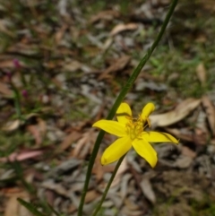 Hypoxis hygrometrica (Golden Weather-grass) at Black Mountain - 18 Dec 2014 by RWPurdie