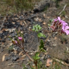 Pelargonium australe (Austral Stork's-bill) at Dryandra St Woodland - 20 Dec 2014 by RWPurdie