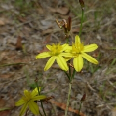 Tricoryne elatior (Yellow Rush Lily) at Canberra Central, ACT - 22 Dec 2014 by RWPurdie