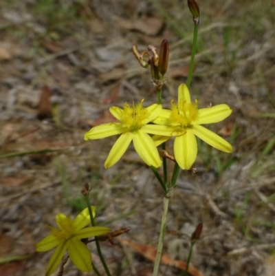 Tricoryne elatior (Yellow Rush Lily) at Canberra Central, ACT - 22 Dec 2014 by RWPurdie