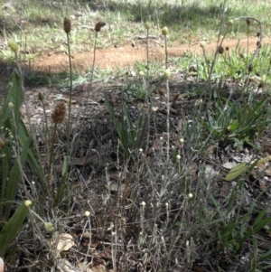 Calocephalus citreus at Majura, ACT - 26 Dec 2014