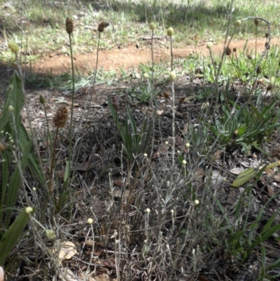 Calocephalus citreus (Lemon Beauty Heads) at Mount Ainslie - 26 Dec 2014 by SilkeSma